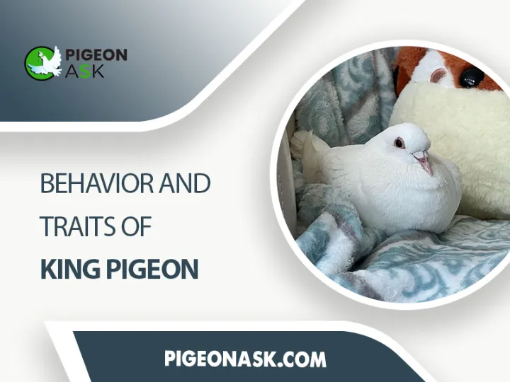 Behavior and Traits of King Pigeon