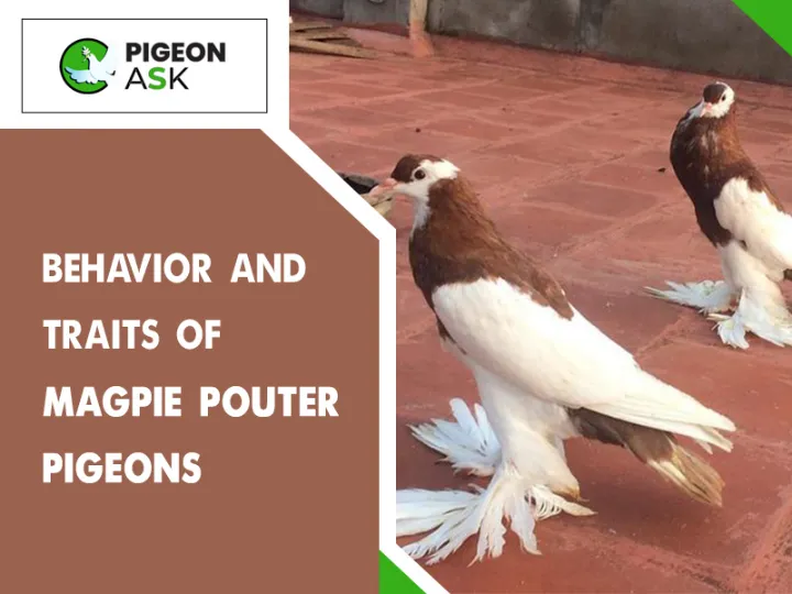 Behavior and Traits of Magpie Pouter Pigeons