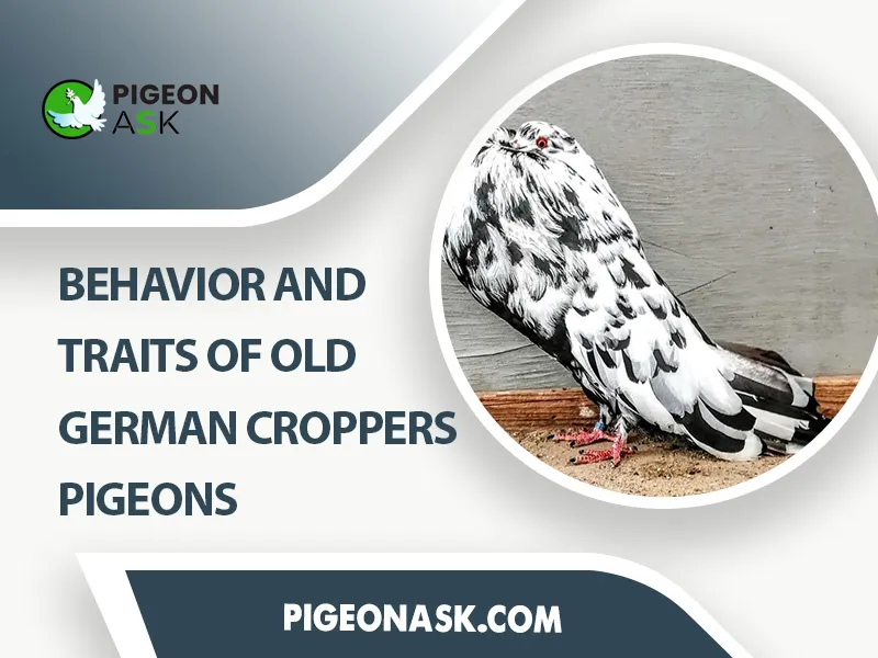 Behavior and Traits of Old German Croppers Pigeons