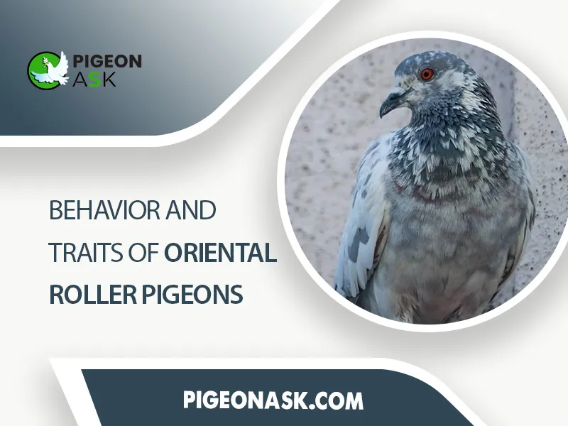 Behavior and Traits of Oriental Roller Pigeons