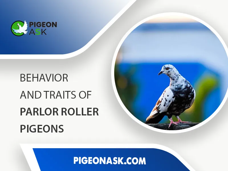 Behavior and Traits of Parlor Roller Pigeons