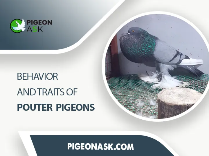 Behavior and Traits of Pouter Pigeons