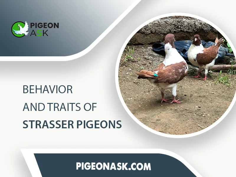 Behavior and Traits of Strasser Pigeons