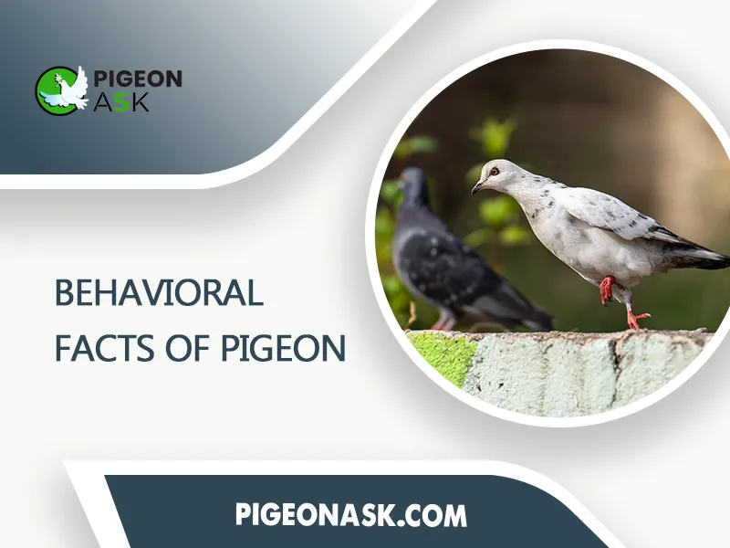 Behavioral Facts of Pigeon