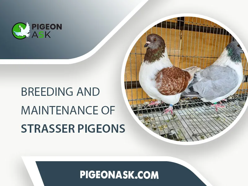 Breeding and Maintenance Of Strasser Pigeon