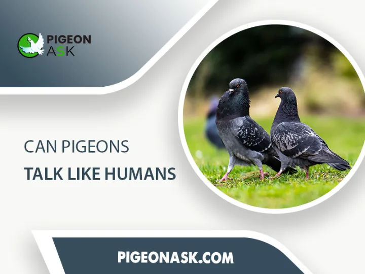 Can Pigeons Talk Like Humans
