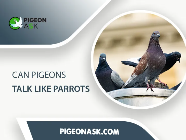 Can Pigeons Talk Like Parrots