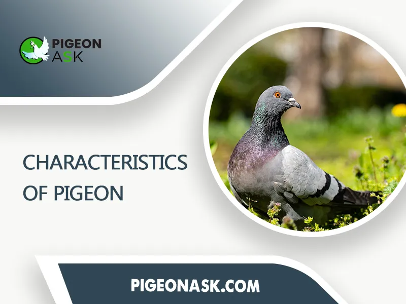 Characteristics of Pigeon