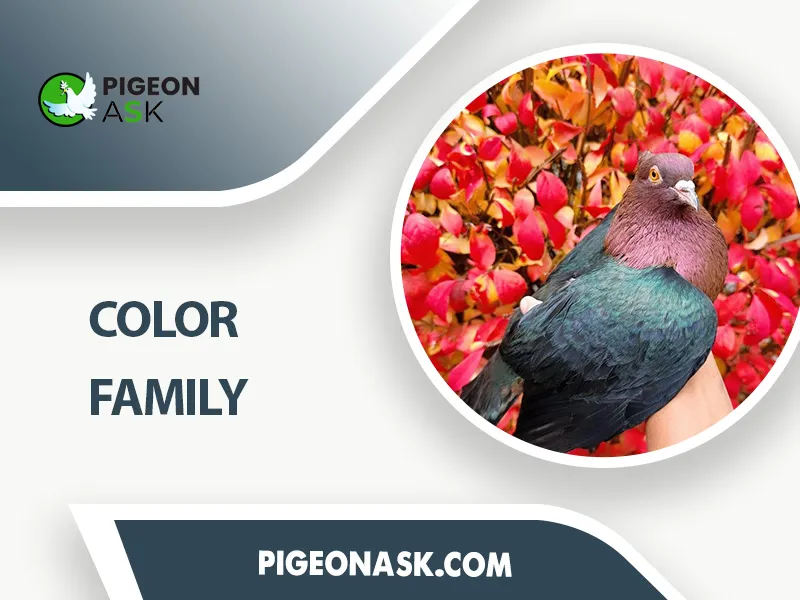 Color Family