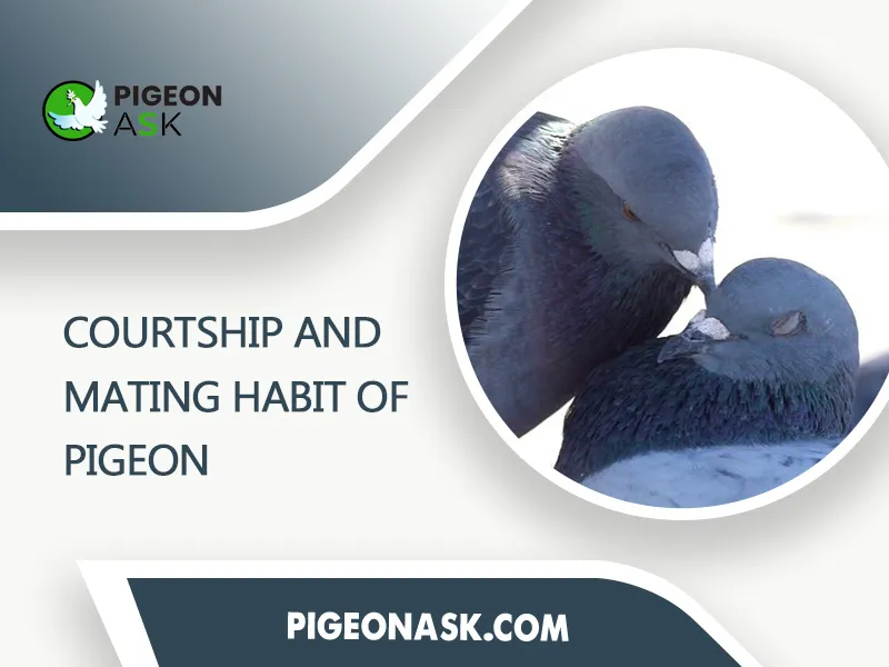 Courtship And Mating Habit