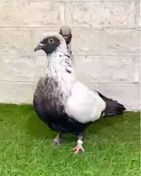 Danish Suabian Pigeon 04