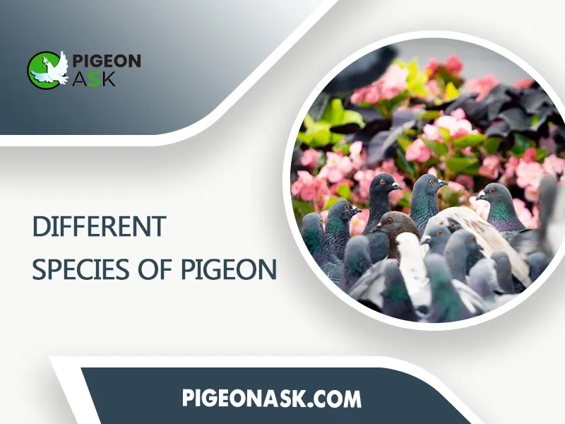 Different Species of Pigeon