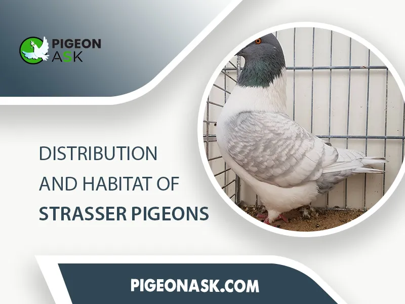 Distribution and Habitat of Strasser Pigeon