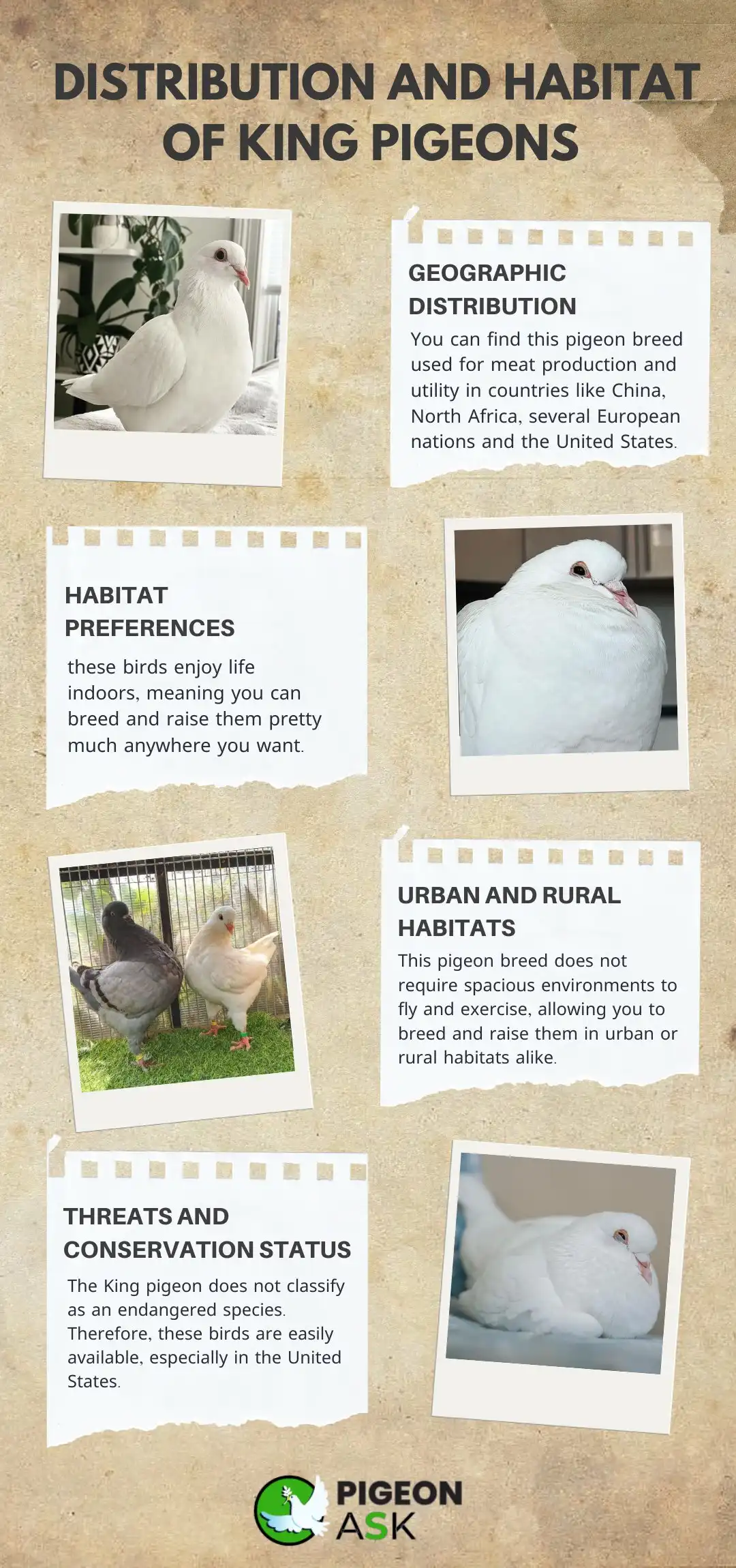 Distribution and Habitat of King pigeons