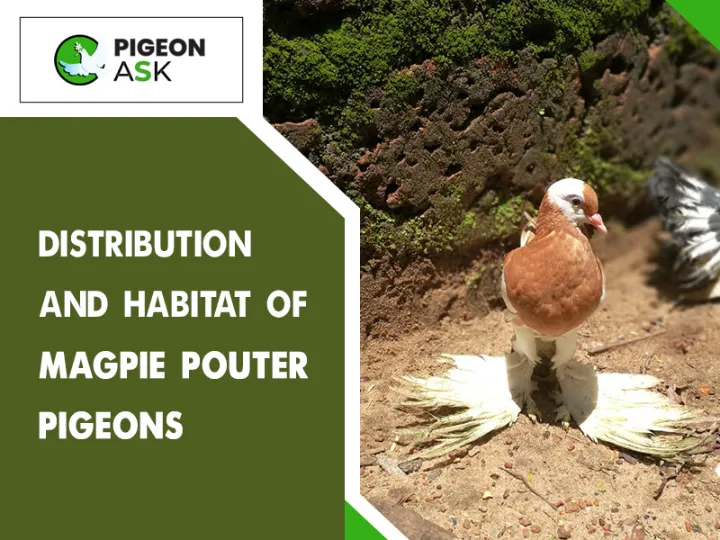 Distribution and Habitat of Magpie Pouter Pigeon