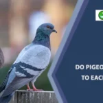 Do Pigeons Talk to Each Other?