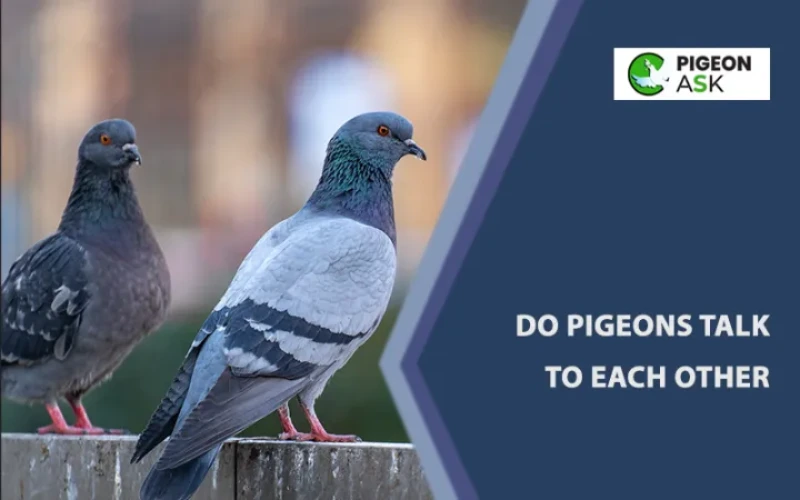 Do Pigeons Talk to Each Other?