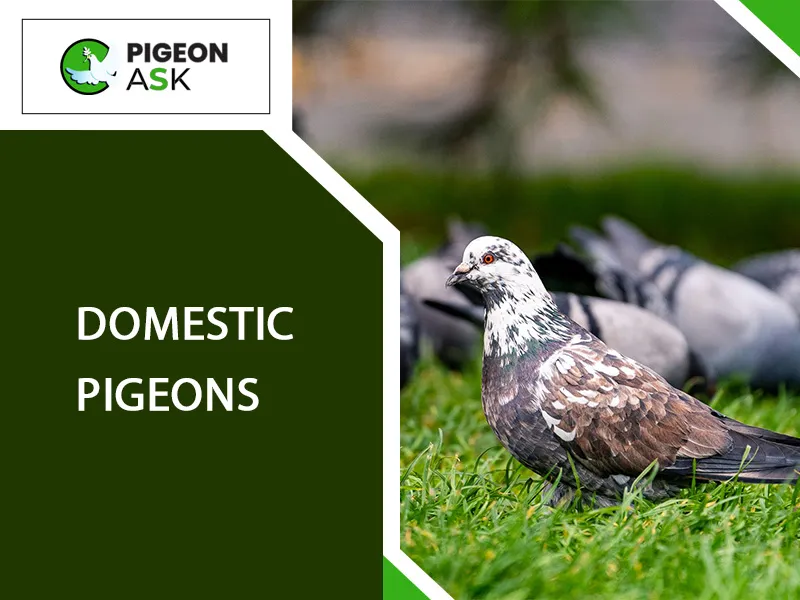 Domestic Pigeons Picture