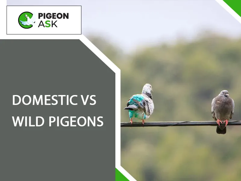Domestic vs Wild pigeons