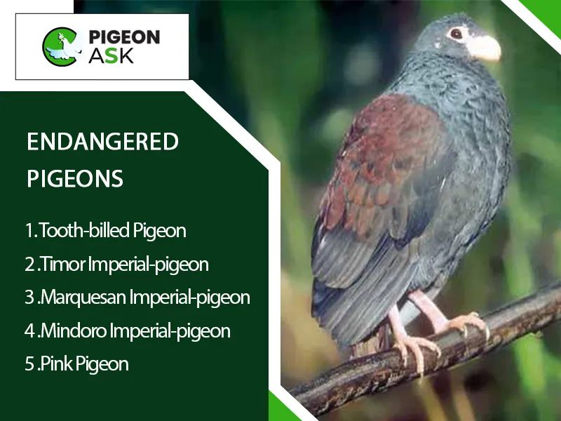 Endangered Pigeons