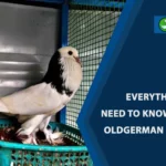 Old German Cropper Pigeon: Our Breed Guide