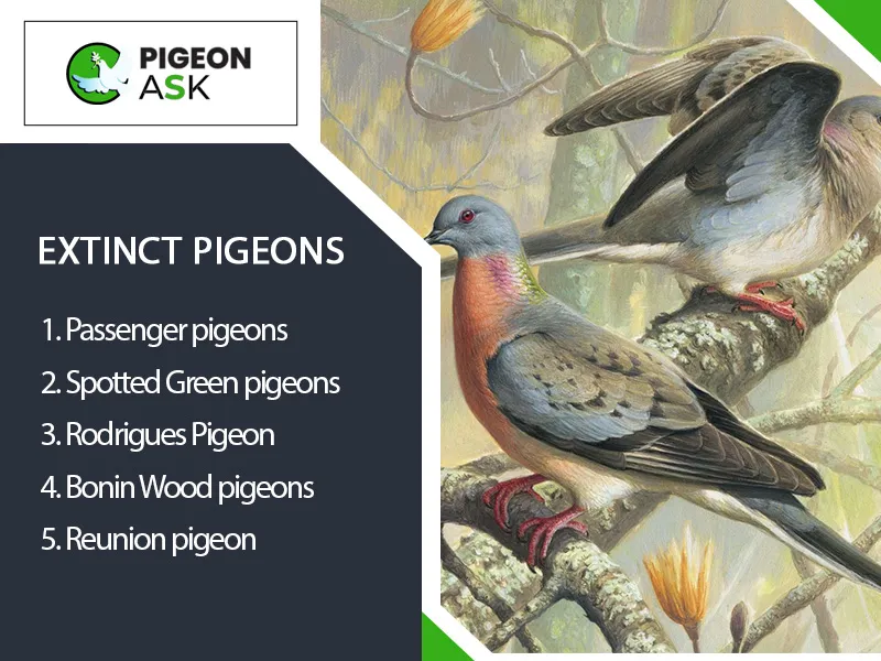 Extinct Pigeons