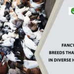 Fancy Pigeon Breeds that Thrive in Diverse Habitats