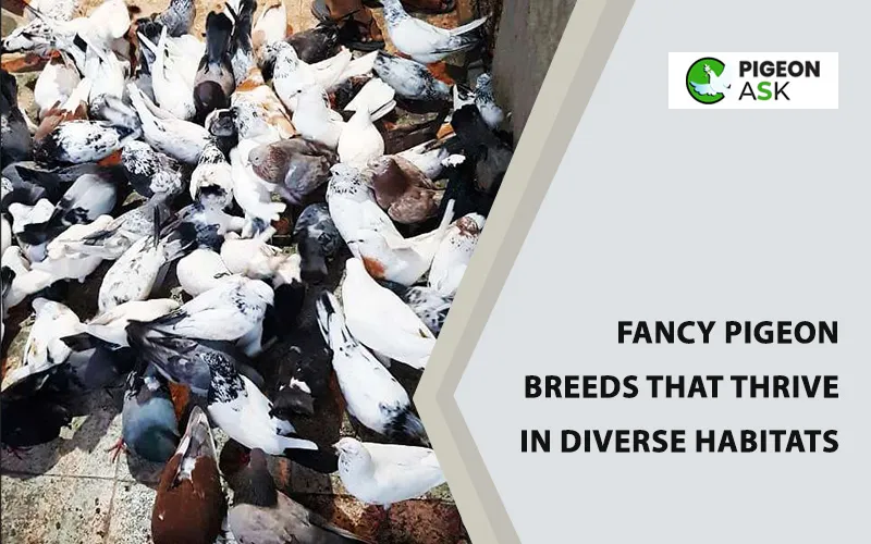 Fancy Pigeon Breeds that Thrive in Diverse Habitats