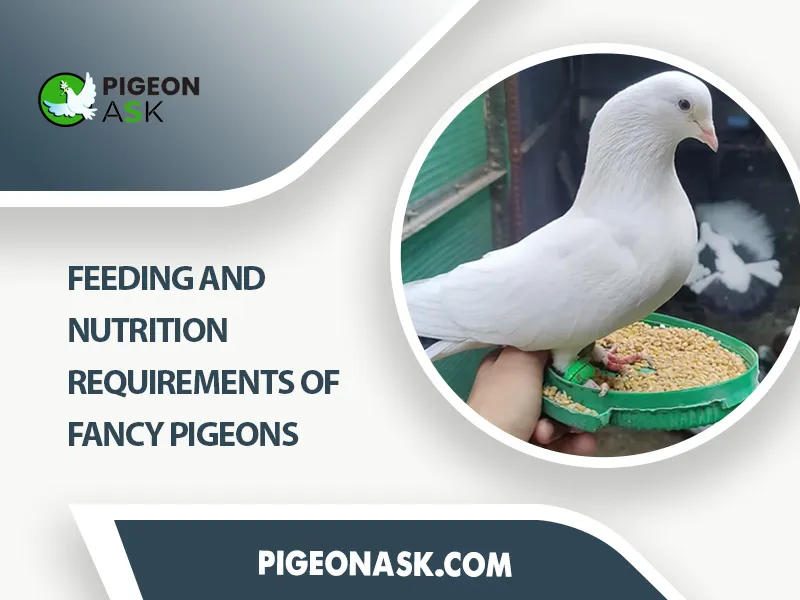 Feeding and Nutrition Requirements of Fancy Pigeons