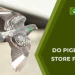 How Far Can a Homing Pigeon Fly?