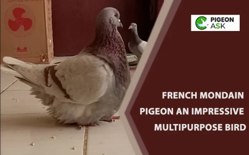 French Mondain Pigeon An Impressive Multipurpose Bird