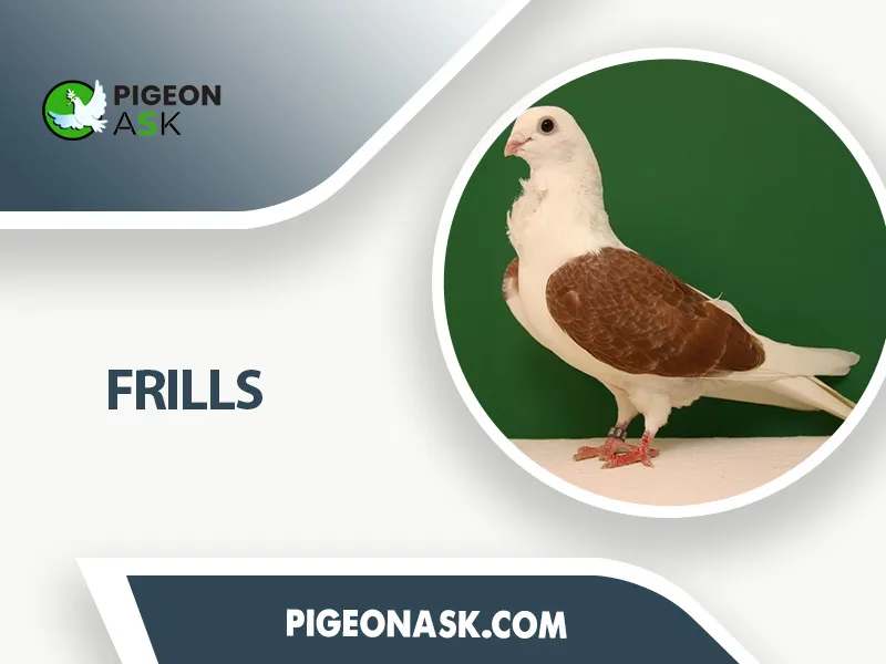 Frills group pigeon