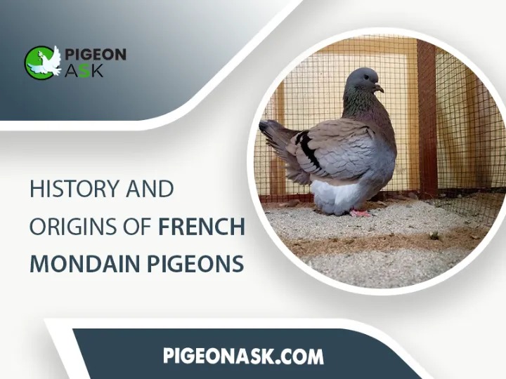 History and Origins of French Mondain Pigeons