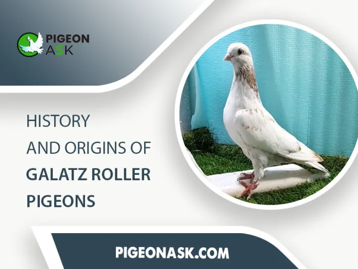 History and Origins of Galatz Roller Pigeons