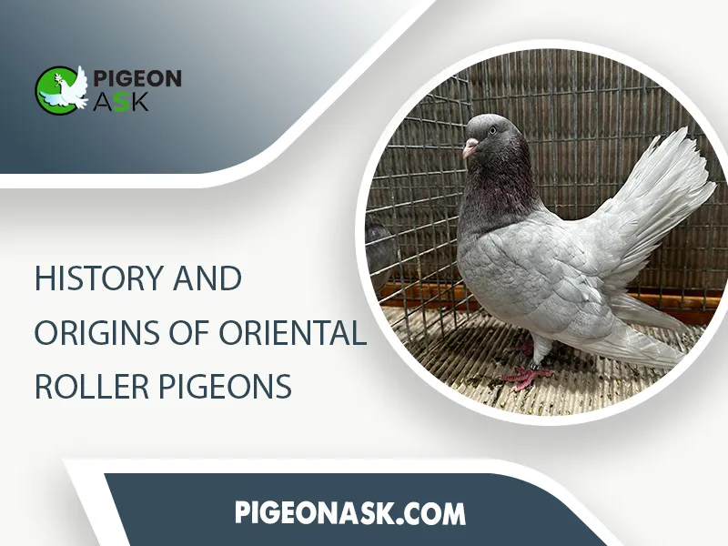 History and Origins of Oriental Roller Pigeons