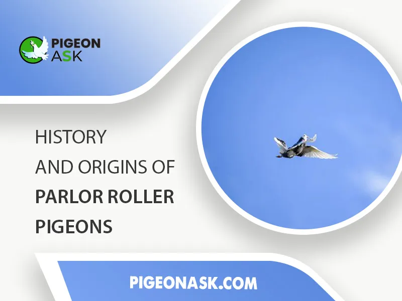 History and Origins of Parlor Roller Pigeons