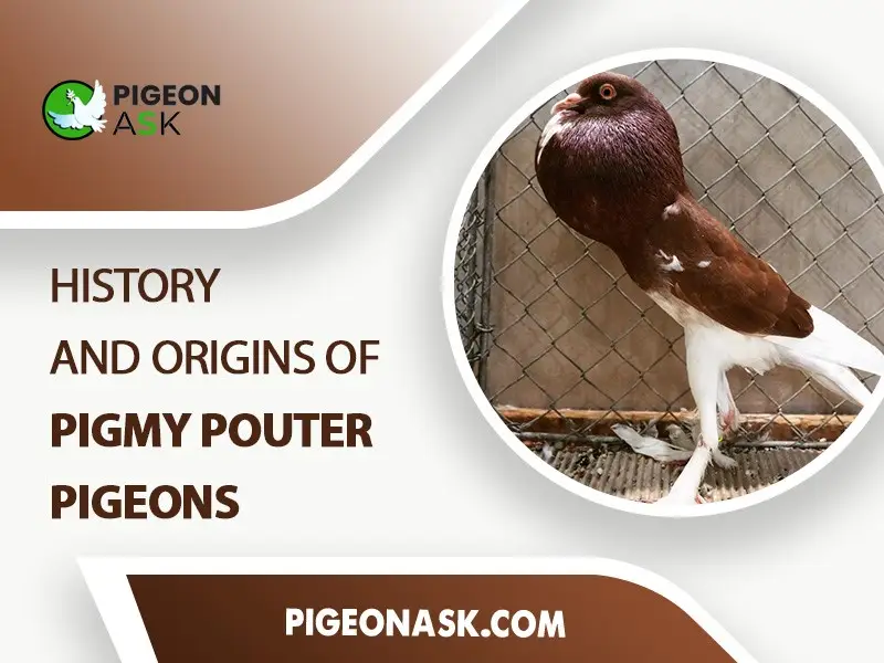 History and Origins of Pigmy Pouter Pigeons