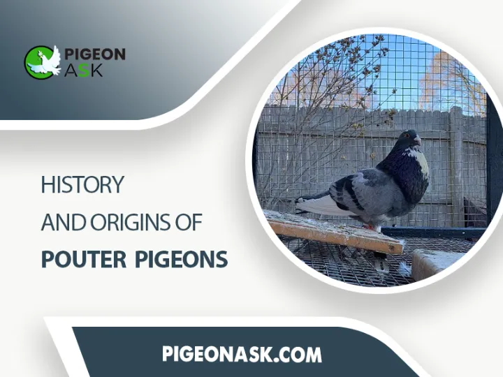 History and Origins of Pouter Pigeons