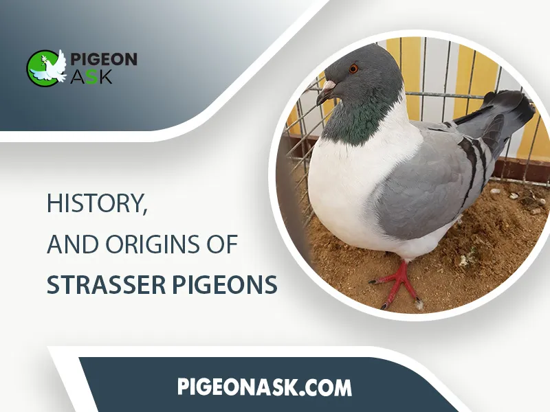 History, and Origins of Strasser Pigeons