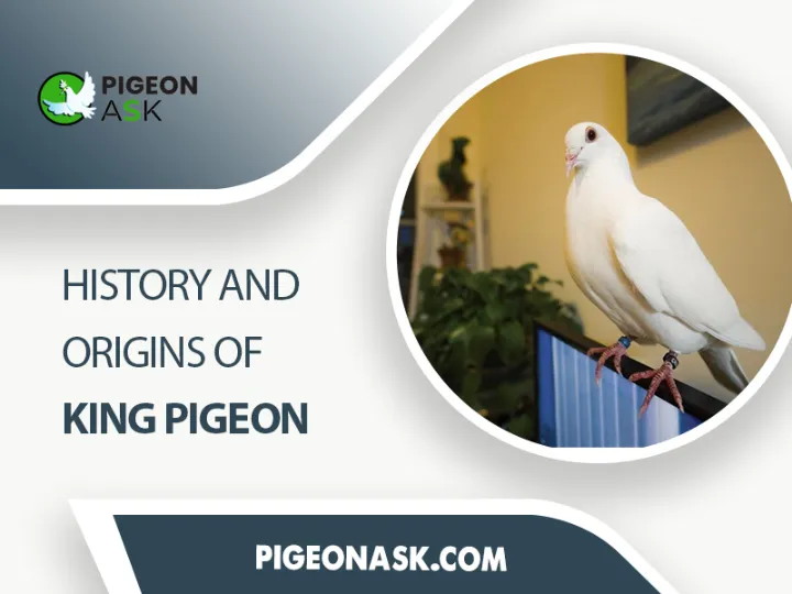 History and Origins of King Pigeon