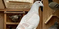 Homing Pigeon Breed Pic