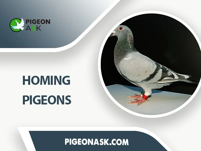 Homing pigeons