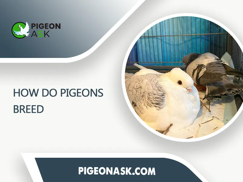 How Do Pigeons Breed