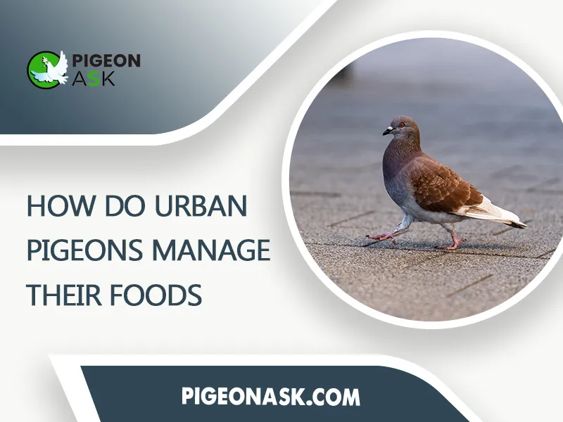 How Do Urban Pigeons Manage Their Foods