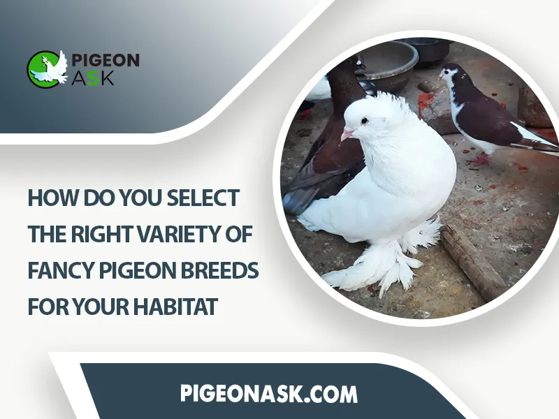 How Do You Select the Right Variety of Fancy Pigeon Breeds for Your Habitat