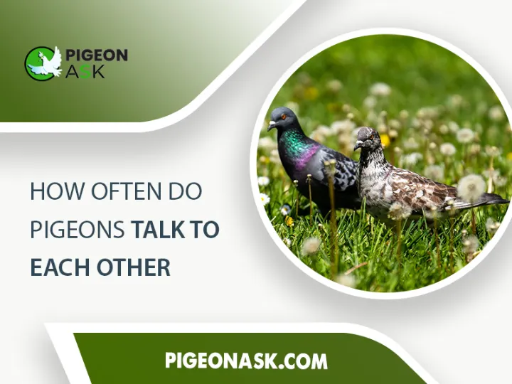 How Often Do Pigeons Talk to Each Other