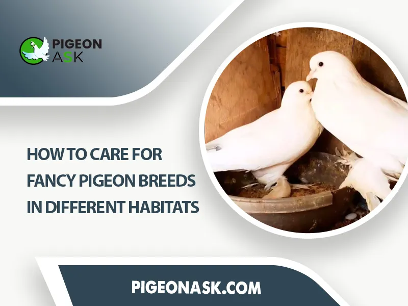 How to Care for Fancy Pigeon Breeds in Different Habitats