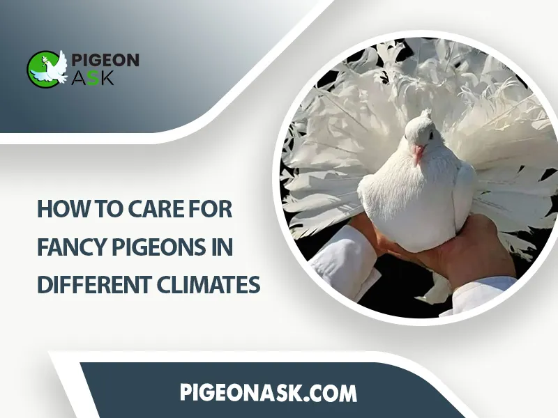 How to Care for Fancy Pigeons in Different Climates