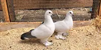 Ice Pigeon Breed Pic