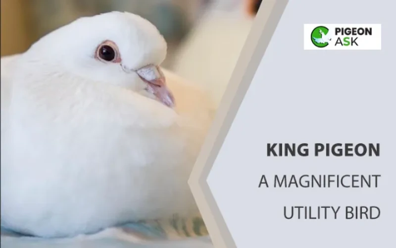 King Pigeon - Pigeon Ask